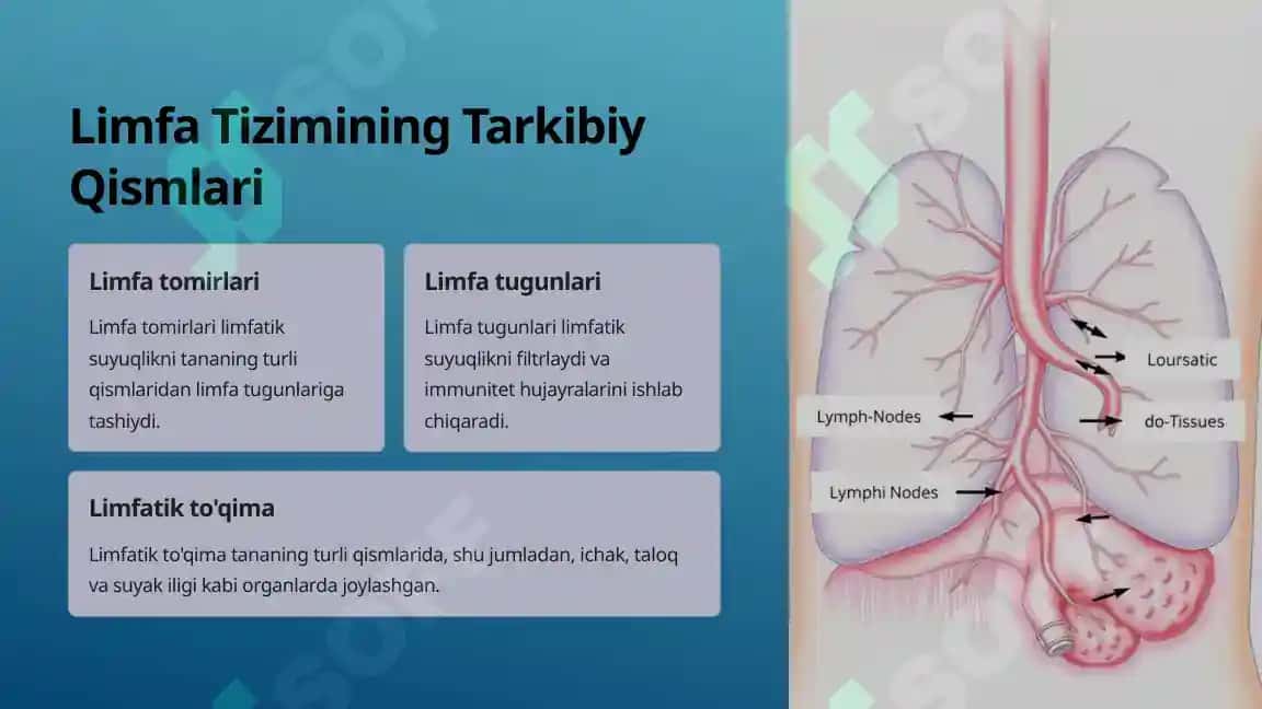 Limfa Tizimi Tananing Himoya Qal'asi 4