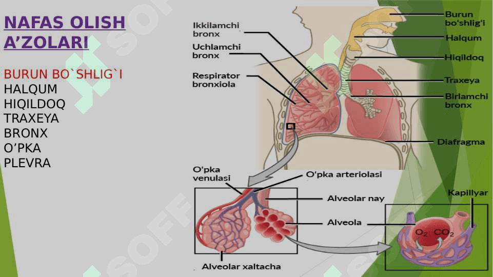 Nafas olish organlarining tuzilishi 2