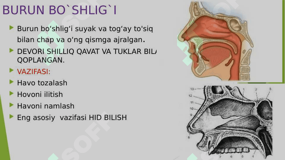 Nafas olish organlarining tuzilishi 3