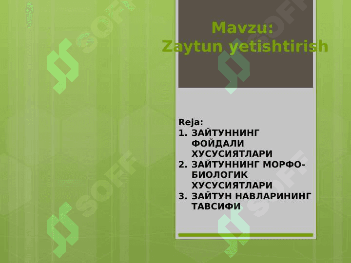 Zaytun yetishtirish 2