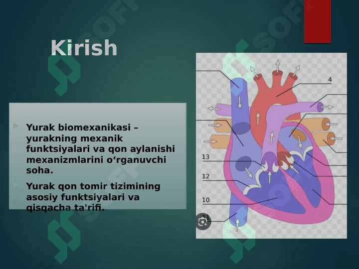 Yurak biomexanikasi elementlari va qon bosimini o‘lchash 2