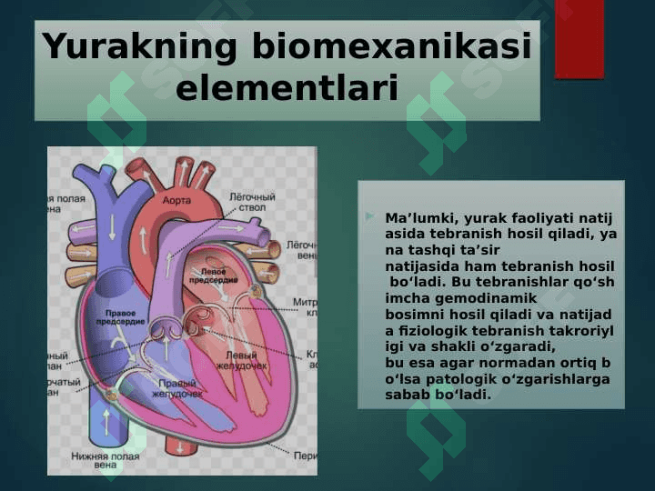 Yurak biomexanikasi elementlari va qon bosimini o‘lchash 3