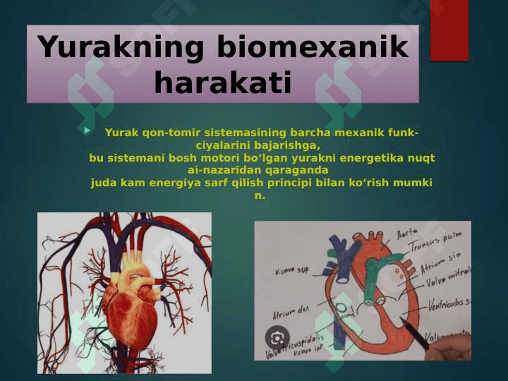 Yurak biomexanikasi elementlari va qon bosimini o‘lchash 4