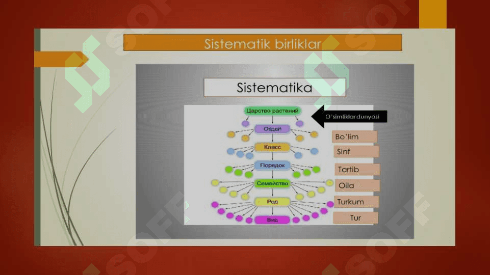 O‘simliklar dunyosi 4