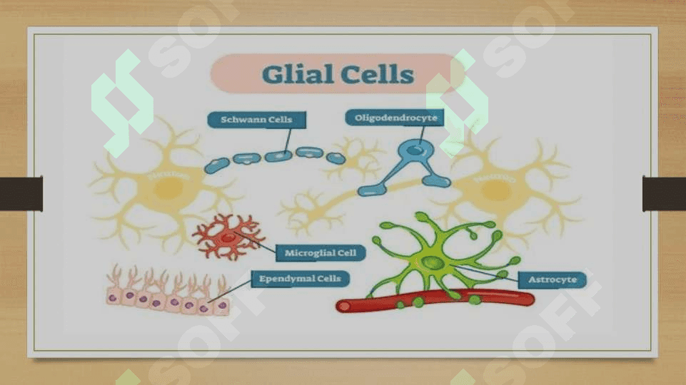 Glial hujayralarning vazifasi 3