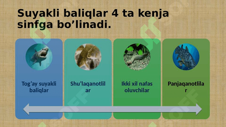 Suyakli baliqlarning sistematikasi 3