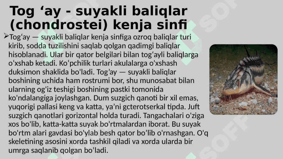 Suyakli baliqlarning sistematikasi 4