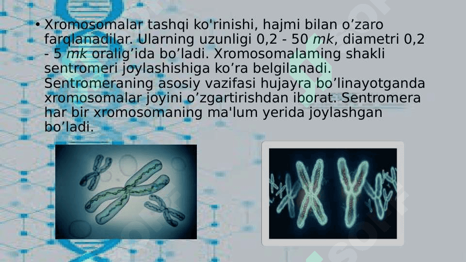 Xromosoma. Xromosomalarning molekulyar tuzilishi 6