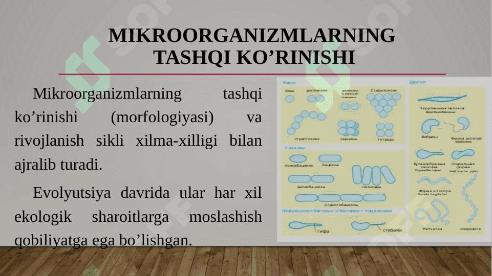 Mikroorganizmlar, ularning turlari hamda qoʼllanilish sohalari 3