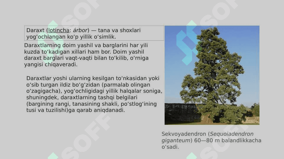 Daraxt haqida ma'lumot. 2
