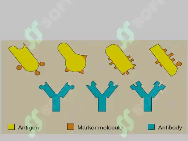Antigen va Antitela 4