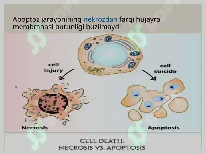 Apoptoz mexanizmlari 3