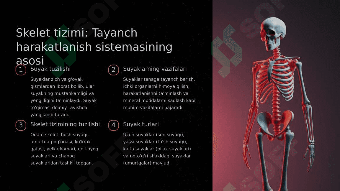 Tayanch harakatlanish sistemasi 2