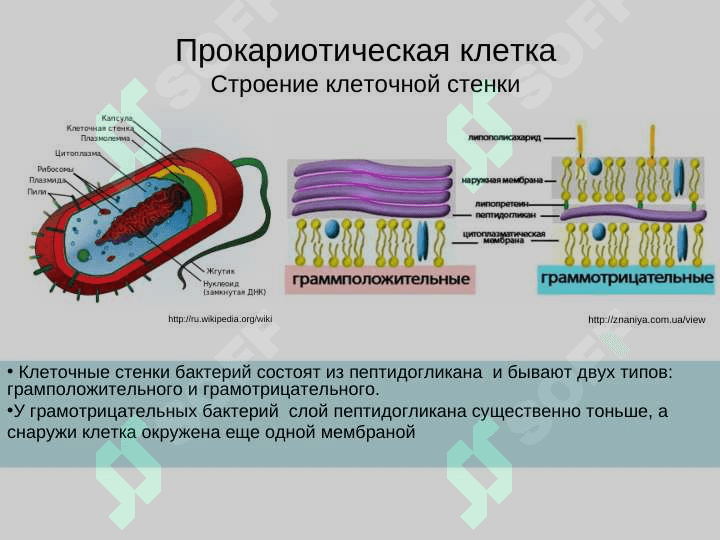 Клетка 5