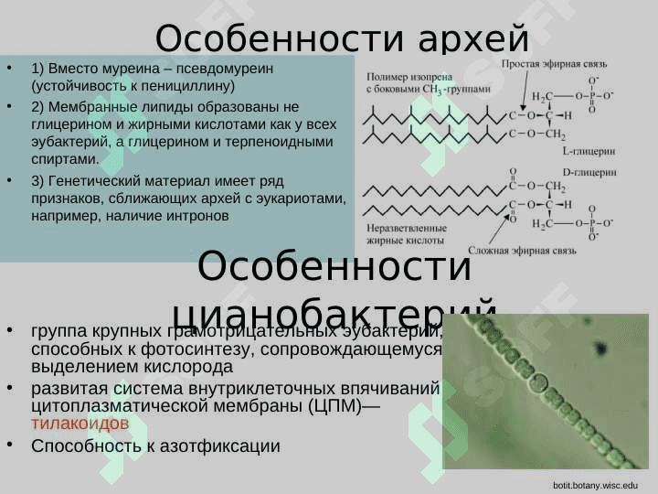 Клетка 6