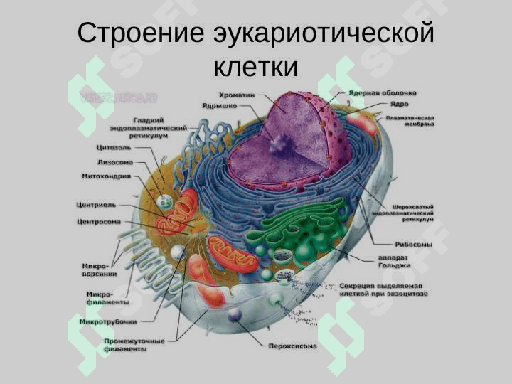 Клетка 7