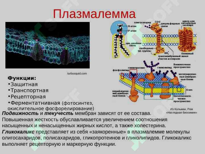 Клетка 8