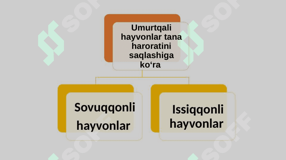 UMURTQALILARNING QON  AYLANISH  SISTEMASI 6