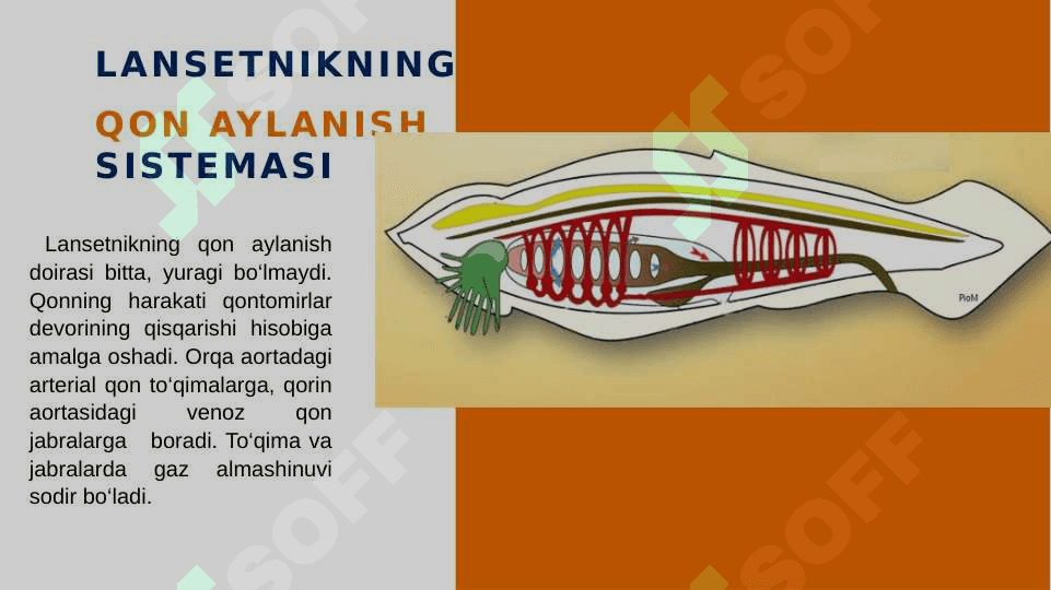 UMURTQALILARNING QON  AYLANISH  SISTEMASI 8
