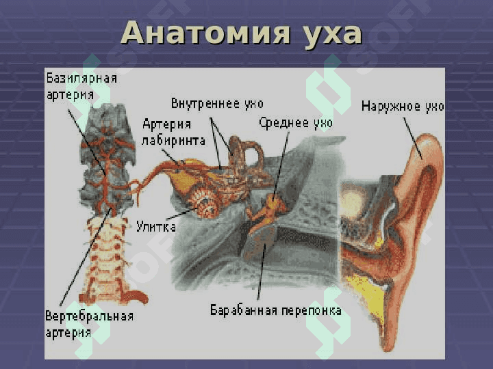 История развития предмета Оториноларингология 5