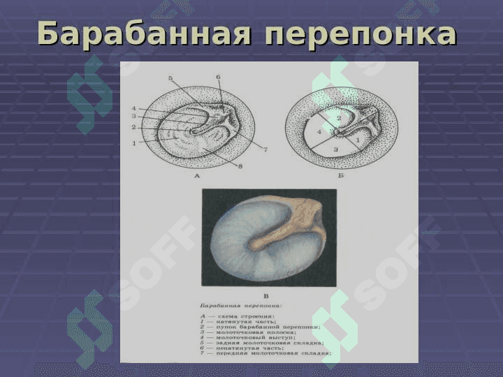 История развития предмета Оториноларингология 7