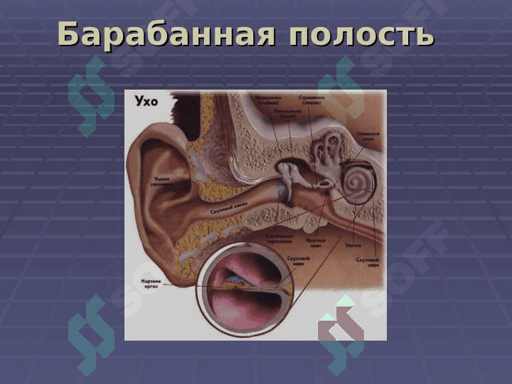 История развития предмета Оториноларингология 8