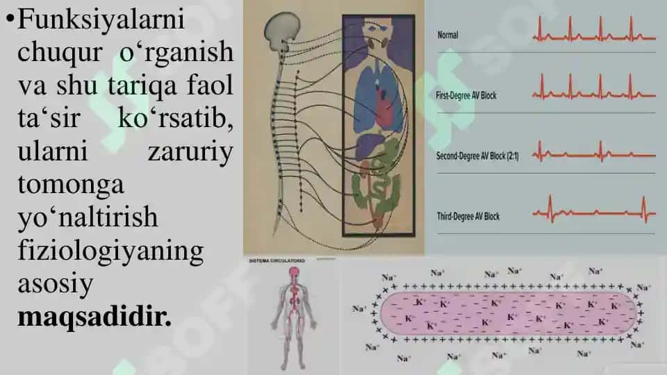 Odam va Hayvonlar Fiziologiyasi 8