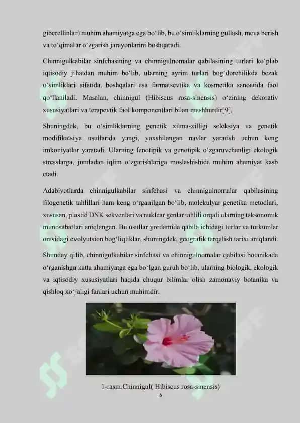 Chinnigulkabilar va chinnigulnamolar mavzusida kurs ishi 6