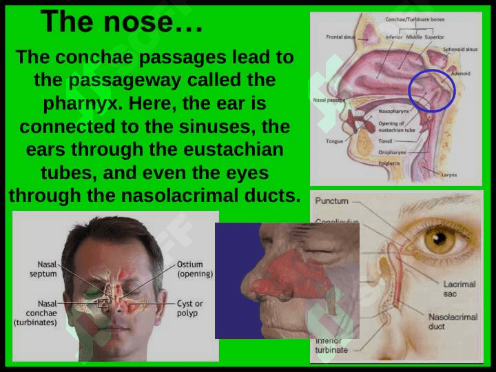 Respiratory system 5