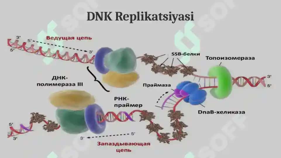 Transkripsiya 3