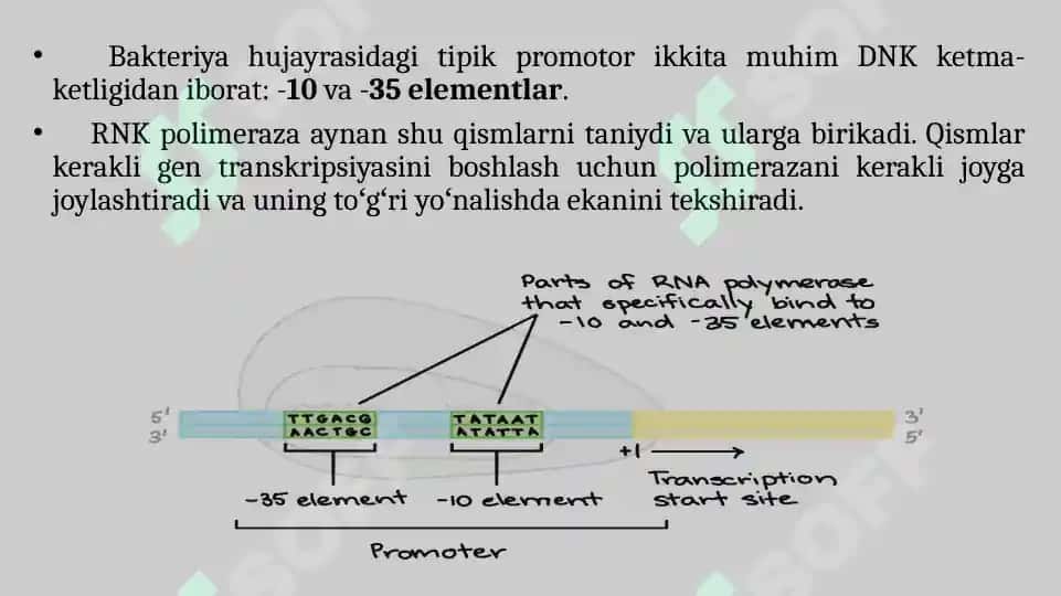 Transkripsiya 8