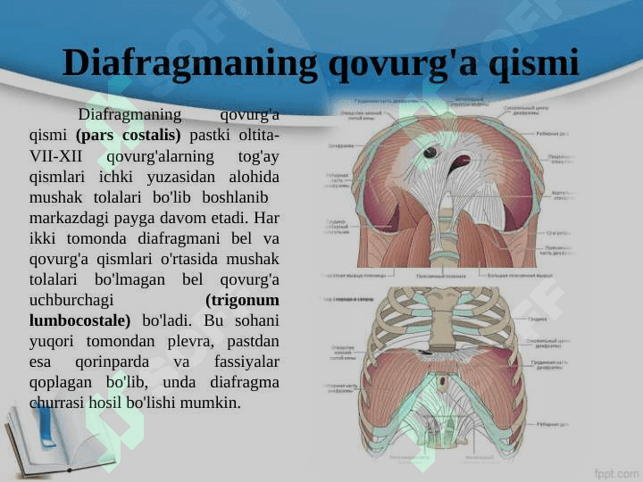 Diafragma va Diafragma churrasi 6