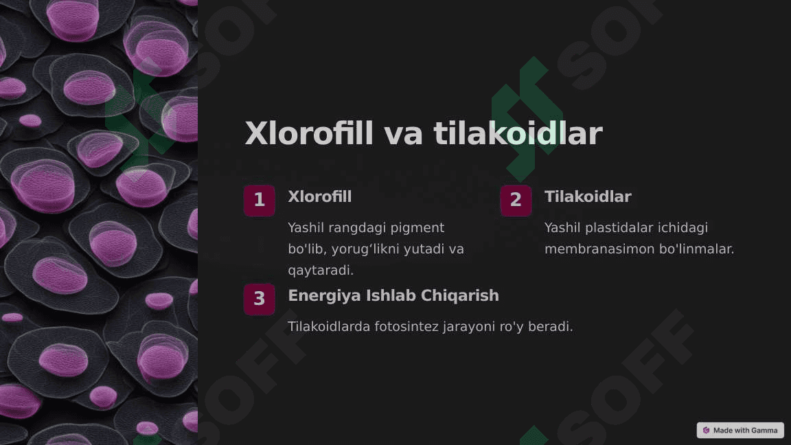 Fotosintezning yorugʻlik bosqichi 2