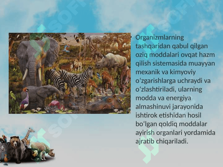 Hayvonlarning ayirish va jinsiy organlari evolutsiyasi 2