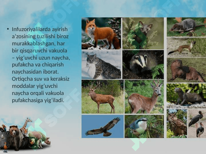 Hayvonlarning ayirish va jinsiy organlari evolutsiyasi 3