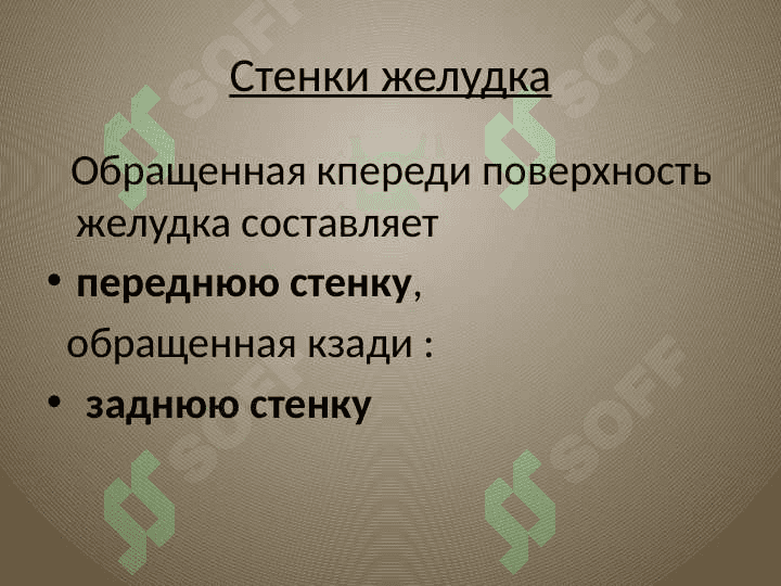 желудок oshqozon anatomiyasi 6