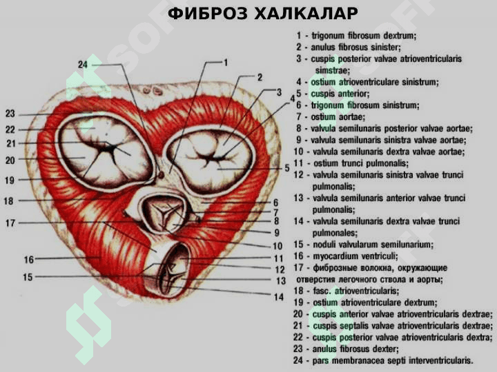 Yurak anatomiyasi 6