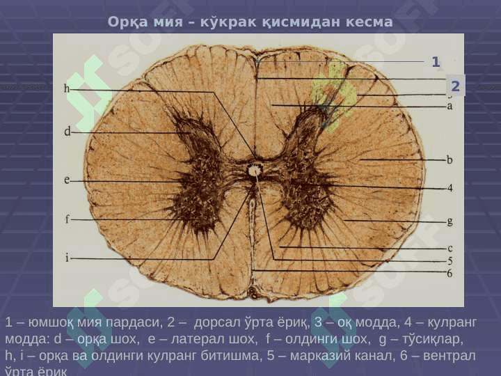 Nerv sistemasi va sezgi azolari 4