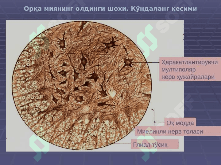 Nerv sistemasi va sezgi azolari 5