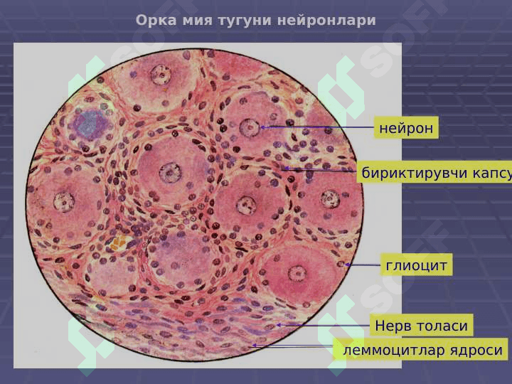 Nerv sistemasi va sezgi azolari 8