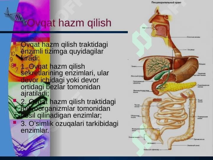 Ovqat hazm qilish a’zolari kasalliklari 2