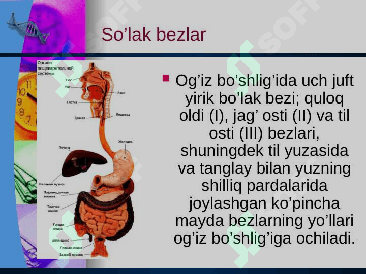 Ovqat hazm qilish a’zolari kasalliklari 4