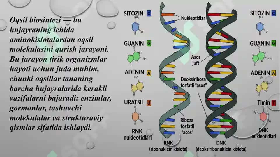 Oqsil biosintezi ingibitorlari 2