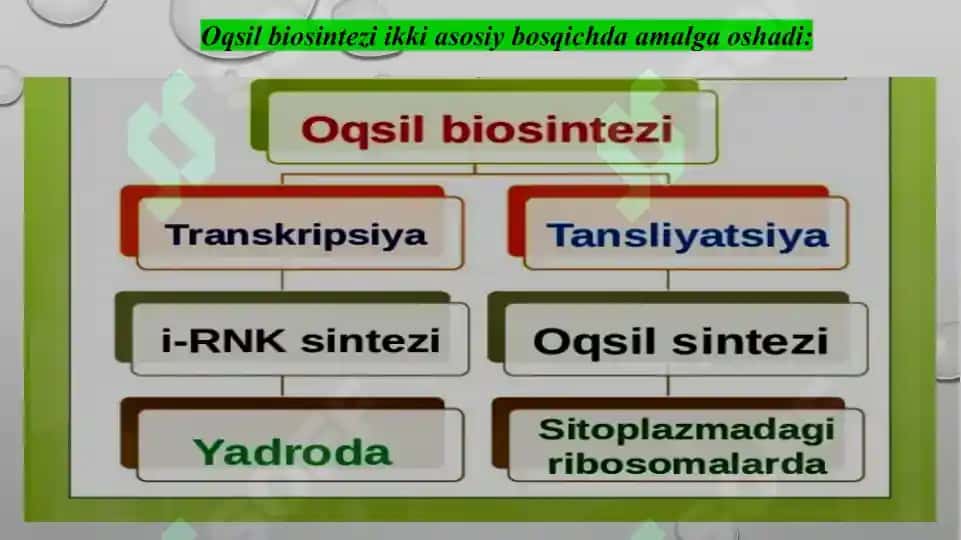 Oqsil biosintezi ingibitorlari 3