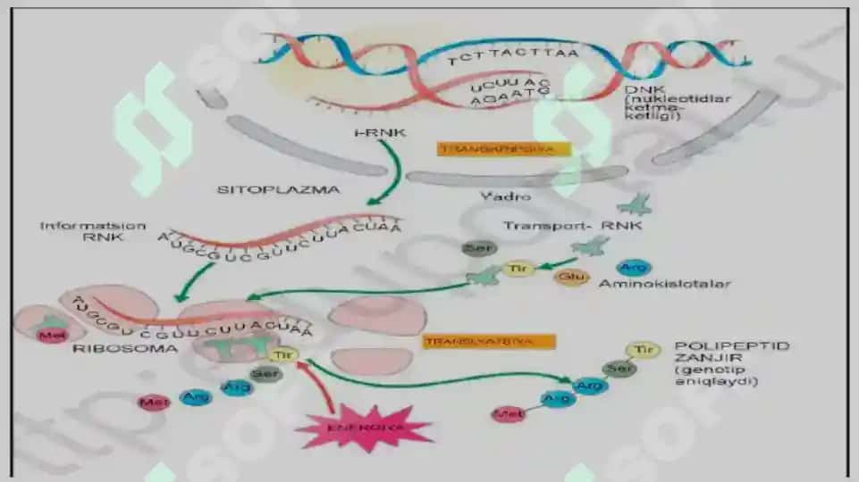 Oqsil biosintezi ingibitorlari 5