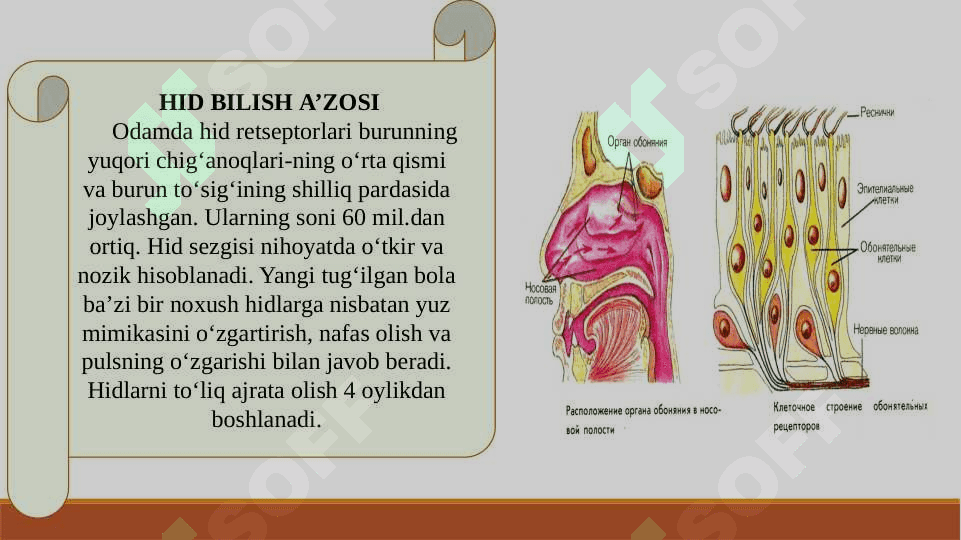 HID BILISH A’ZOSI 4
