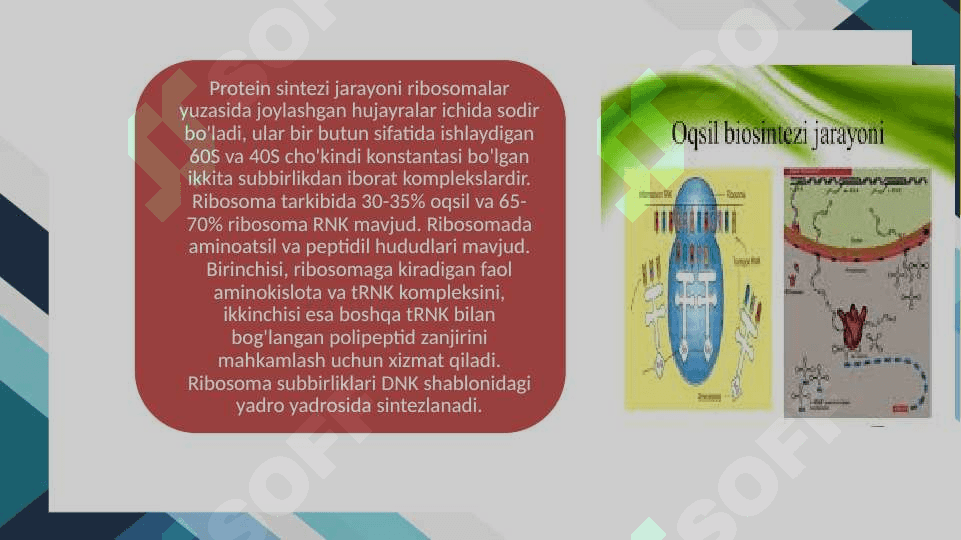 OQSIL BIOSINTEZI 8
