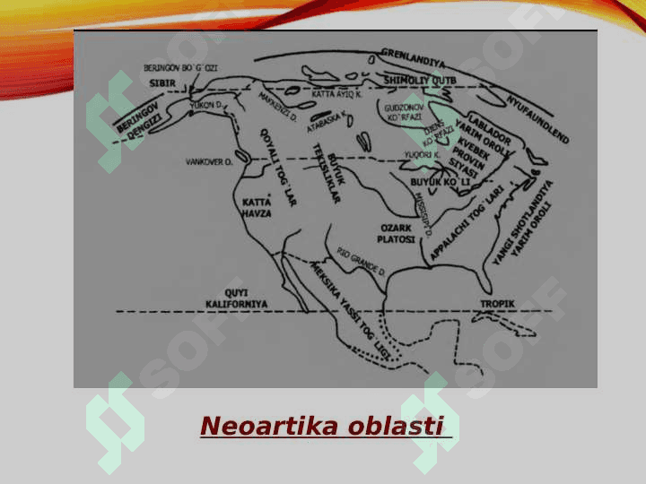 Neoartikaning xarakterli hayvonlari 3