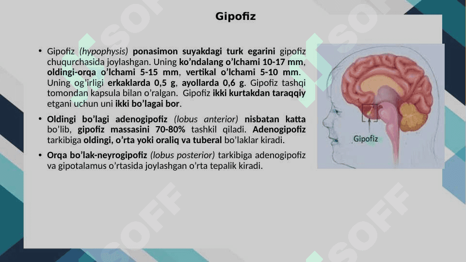 Gormonlar 4
