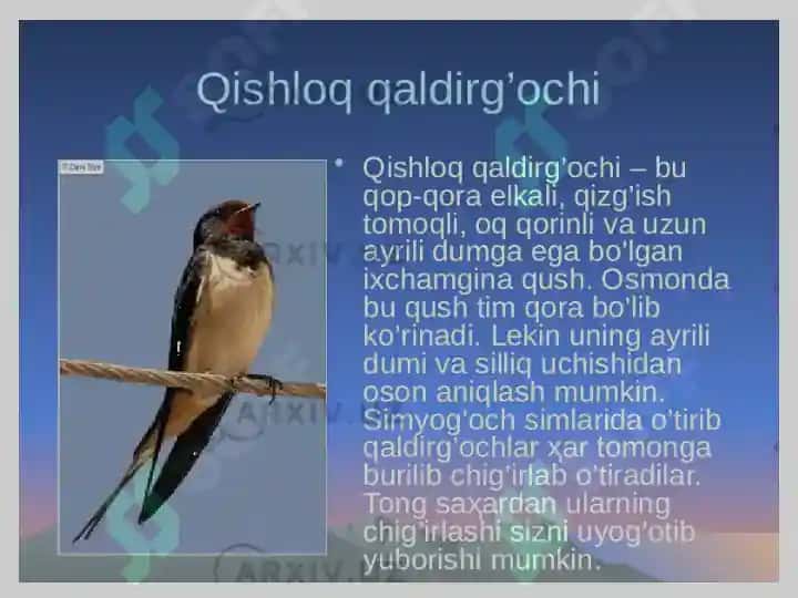 Mirtemir va Zulfiya hayoti va ijodi 8